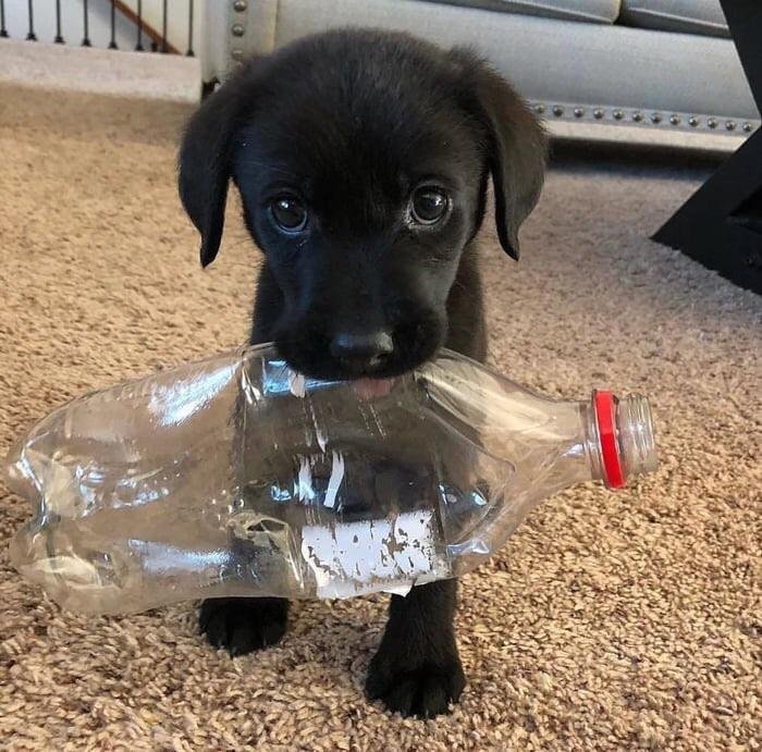 Cute puppy with a plastic bottle on a cozy carpet.