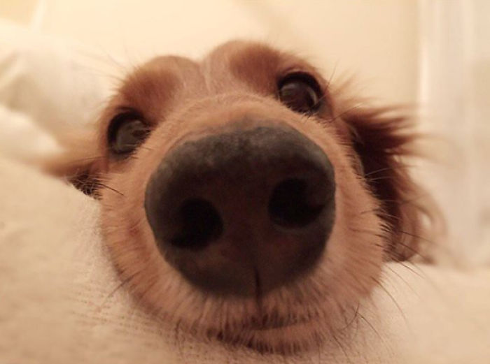 Close-up of a cute puppy's nose resting on a soft surface.