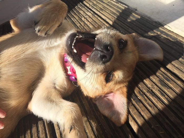 Cute puppy lying on its back, wearing a pink collar, basking in the sun on a wooden deck.
