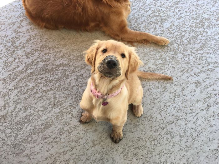 Cute puppy with sandy nose wearing a pink collar, sitting on a patio.