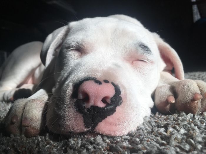 Sleeping white puppy with a uniquely patterned nose, lying on soft carpet, showcasing one of the cutest puppies ever.