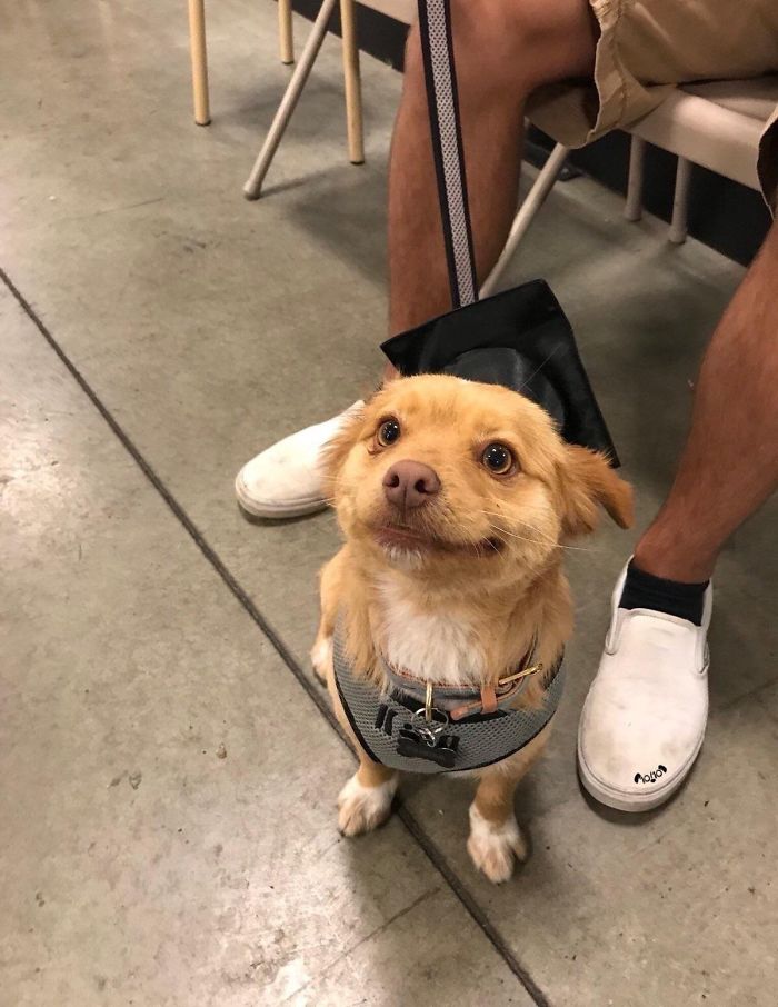 Cute puppy wearing a graduation cap, sitting happily indoors.