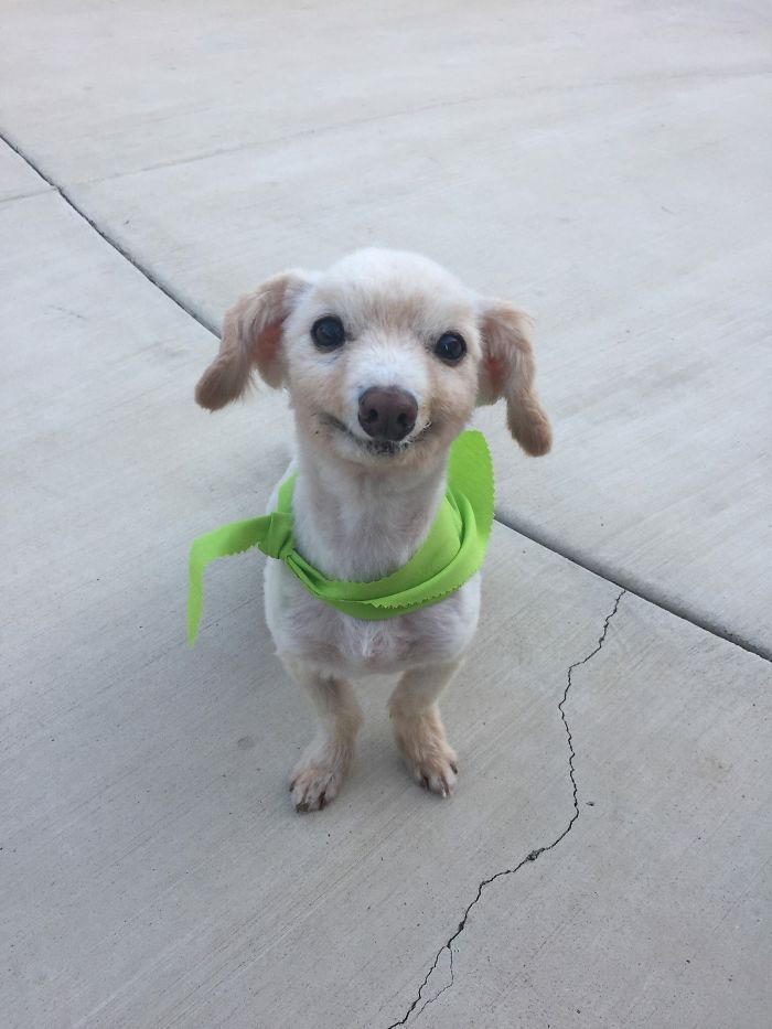 Adorable puppy with a green ribbon sitting on a concrete pavement.