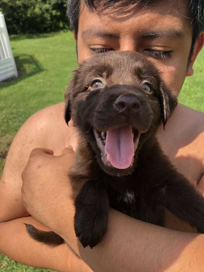A person cuddling one of the cutest puppies, a happy brown Labrador, in a sunlit yard.
