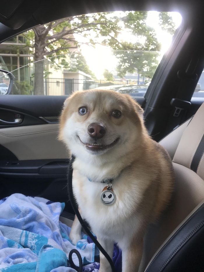 Smiling puppy sitting in a car seat, showcasing its cuteness.
