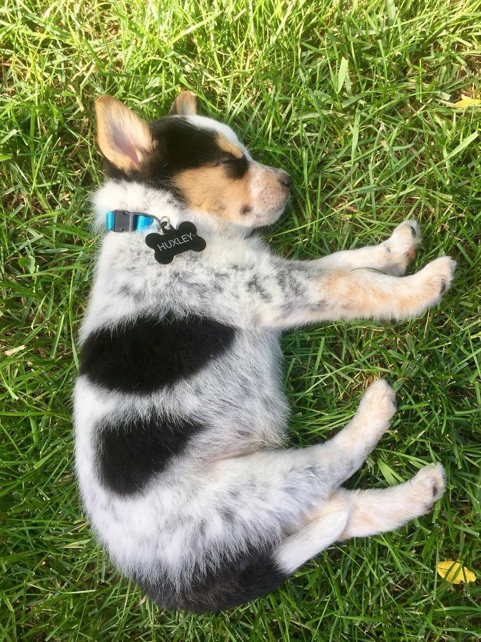 Sleeping puppy with a black and white coat resting on grass.