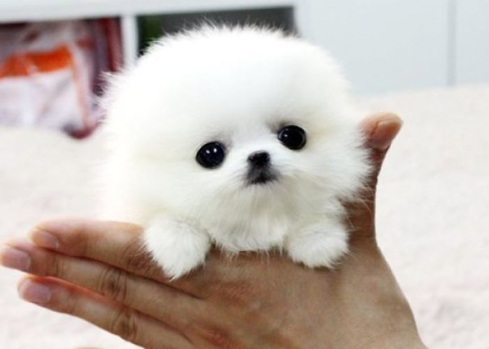 A tiny, fluffy puppy with big eyes, resting in a person's hand, looking adorable and curious.