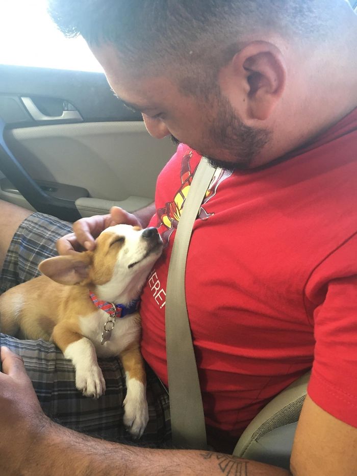A cute puppy cuddling on a man's lap in a car, wearing a colorful collar and being gently petted.