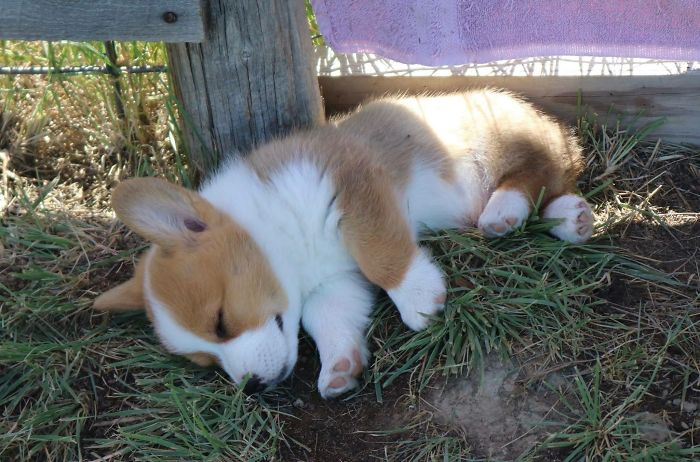 Cute puppy sleeping on grass by a wooden fence under the sun.