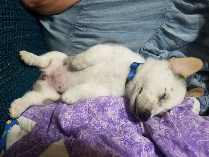 Cute puppy sleeping on a purple blanket, with a blue collar, cuddled up comfortably.