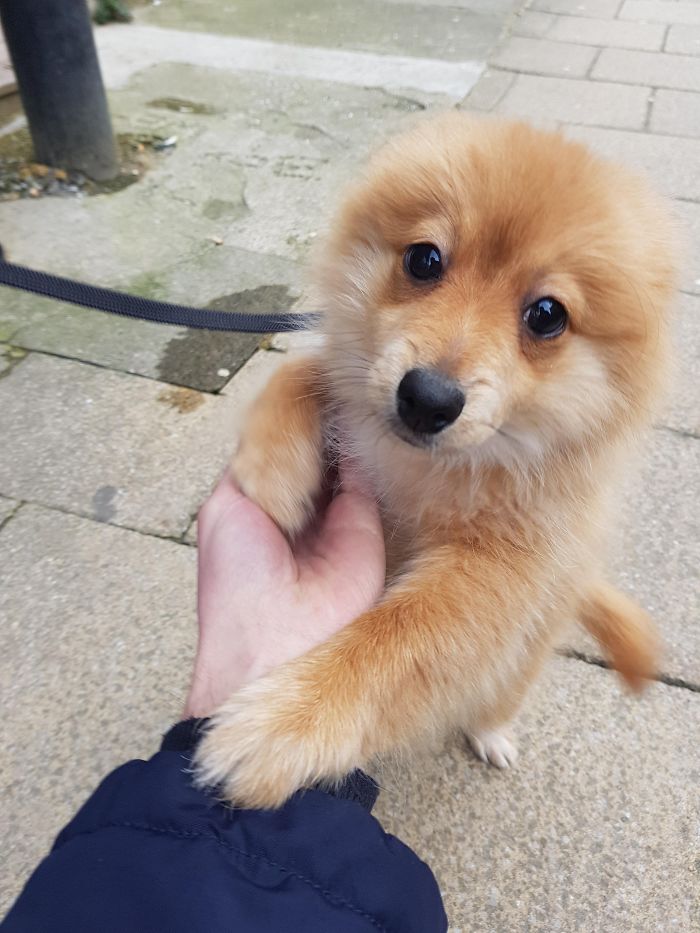 Cute puppy with fluffy fur looking up, holding a person's hand on a sidewalk.