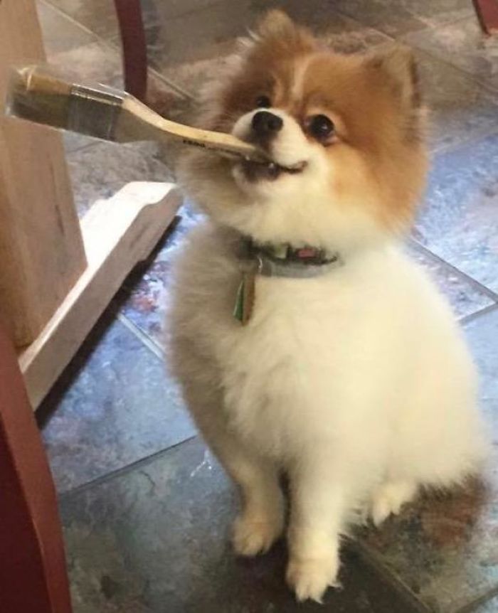 Cute puppy holding a paintbrush in its mouth, sitting on a tiled floor.