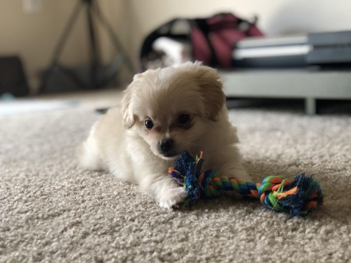 Cute puppy playing with a colorful rope toy on a carpet.