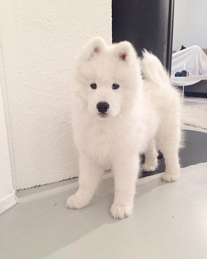Fluffy white puppy standing indoors, embodying the cutest puppies theme.