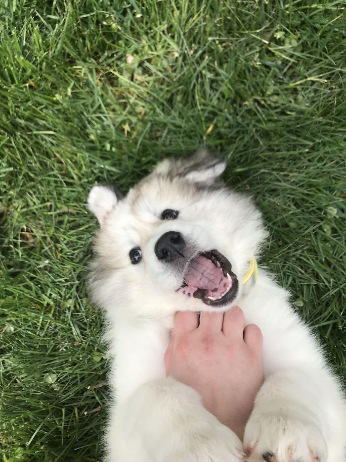 Cute puppy playfully lying on grass, showing its teeth.