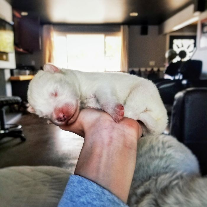 A tiny puppy sleeping peacefully in a hand, showcasing one of the cutest puppies ever.
