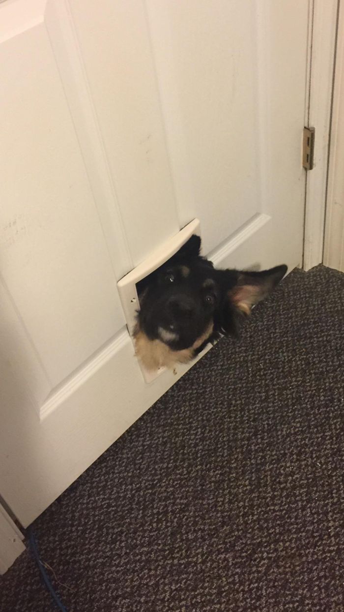 Cute puppy peeking through a small door flap.