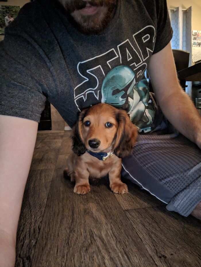 Cute puppy sitting on the floor, next to a person wearing a Star Wars shirt.