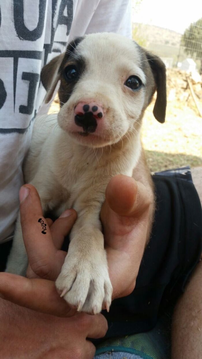 Cute puppy with a spotted nose being held gently by a person in a white shirt.