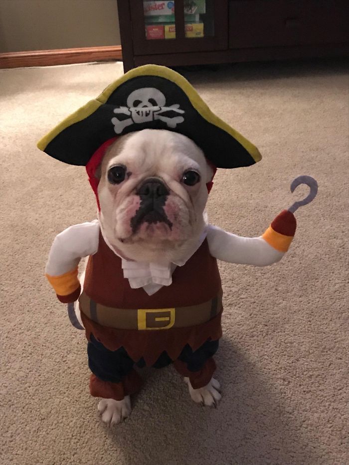 Cute puppy in a pirate costume with a hat and hook arm, standing on a carpet.