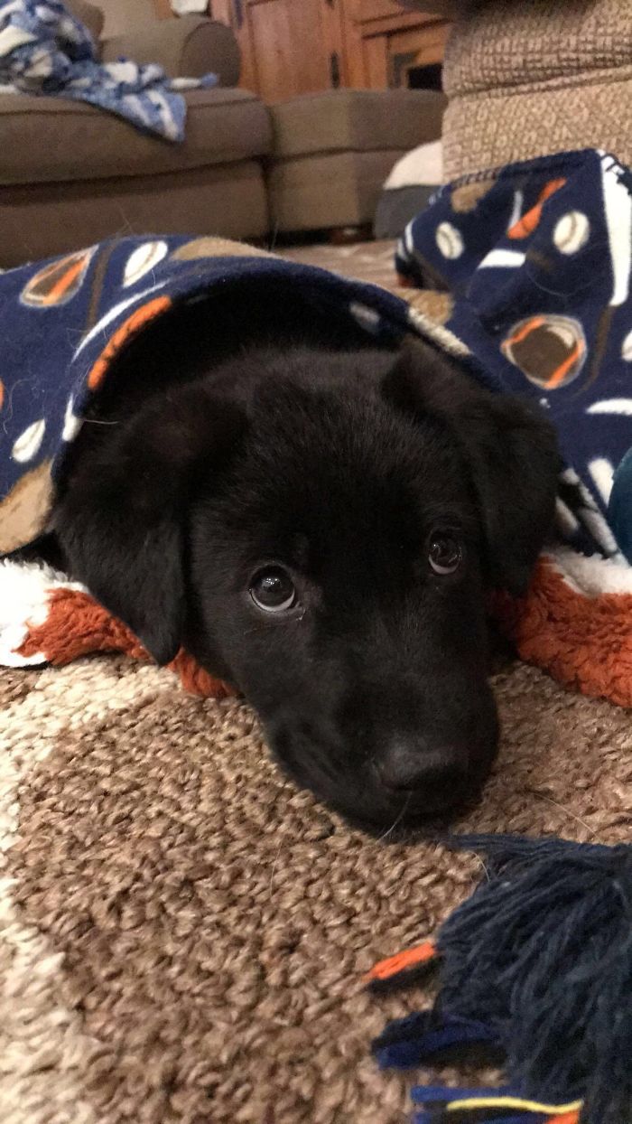 Cute puppy snuggled under a blanket on the carpet.