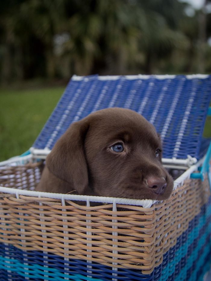 Cute puppy in a wicker basket outdoors.