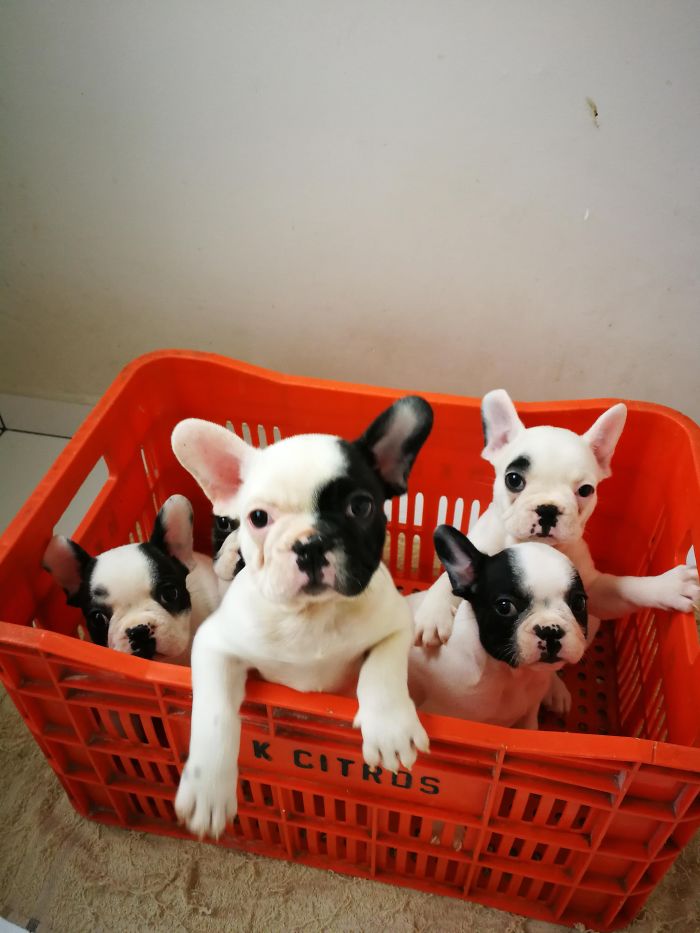 Cute puppies in an orange crate, eagerly looking up.