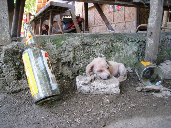 Cute puppy sleeping outdoors near empty bottles on a rustic surface.