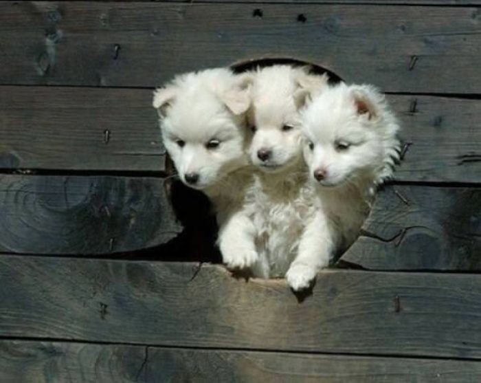 Three cute puppies peeking through a wooden hole, showcasing their fluffy white fur.