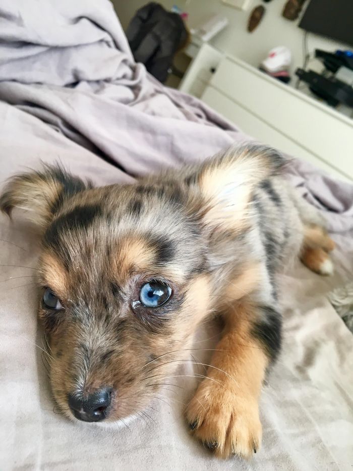 Cute puppy with blue eyes lying on a bedspread, showcasing its fluffy fur and adorable expression.