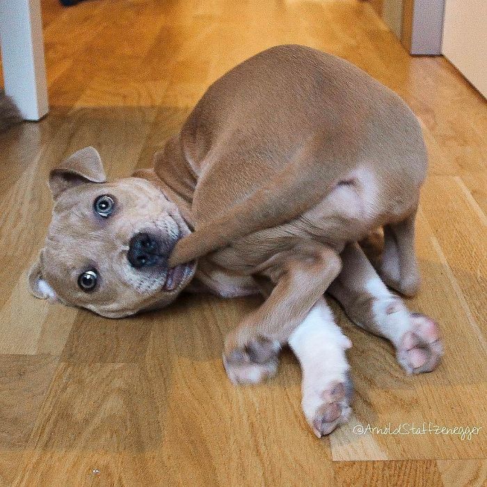 Cute puppy playfully rolling on a wooden floor, looking at the camera with a curious expression.