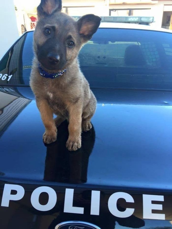Cute puppy sitting on a police car hood, looking curious and playful.