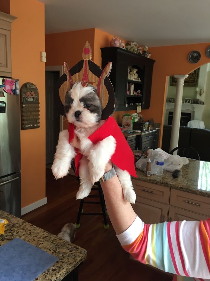 Cute puppy dressed in a royal costume, being held in a kitchen.