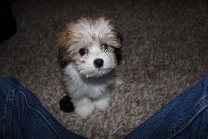 Adorable fluffy puppy sitting on a carpet, looking up cutely.