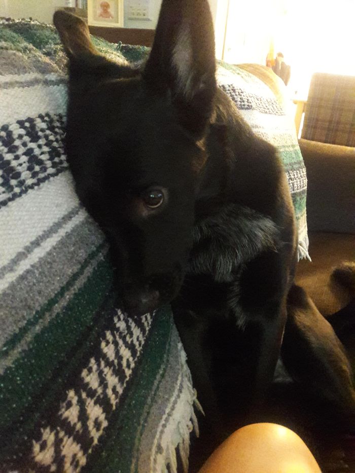 Cute puppy resting with head on couch, looking cozy.
