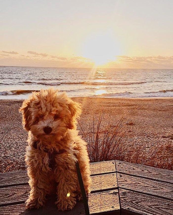 Cute puppy sitting on a boardwalk at the beach during a beautiful sunset, capturing a serene moment.