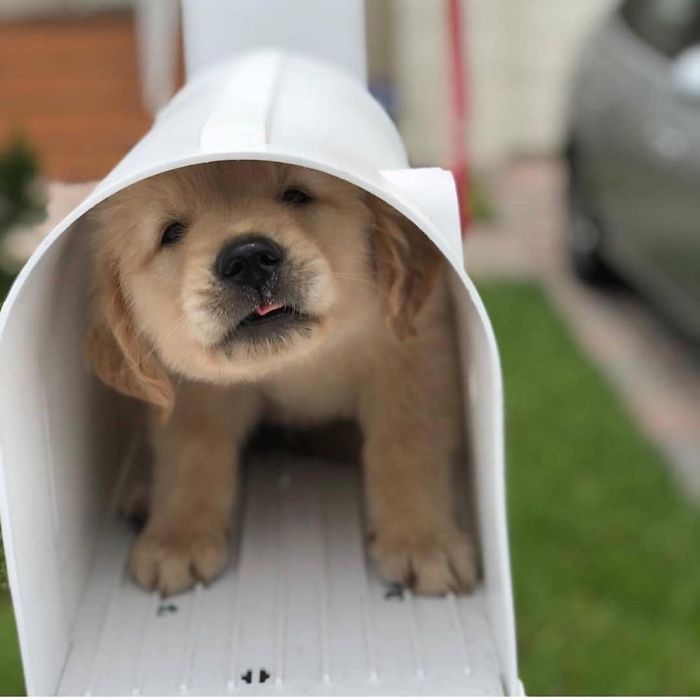 Cute puppy peeking out of a white mailbox, showcasing its fluffy face and playful eyes.