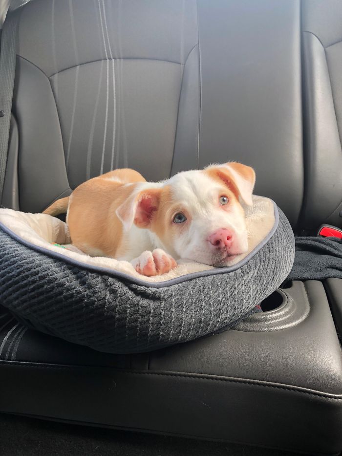A cute puppy relaxing in a car seat, showcasing its adorable features.