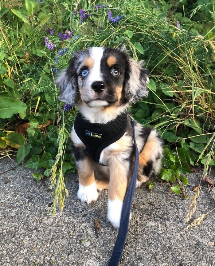 Cute puppy with blue eyes wearing a harness, sitting on a path surrounded by greenery.