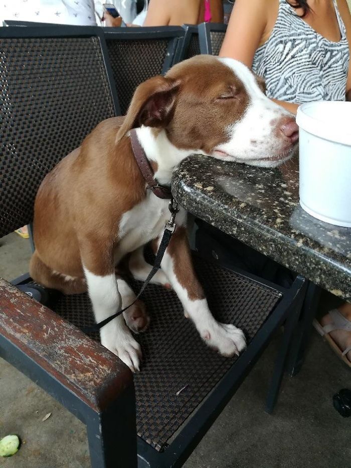 Cute puppy sleeping on a chair at a cafe, resting its head on the table.