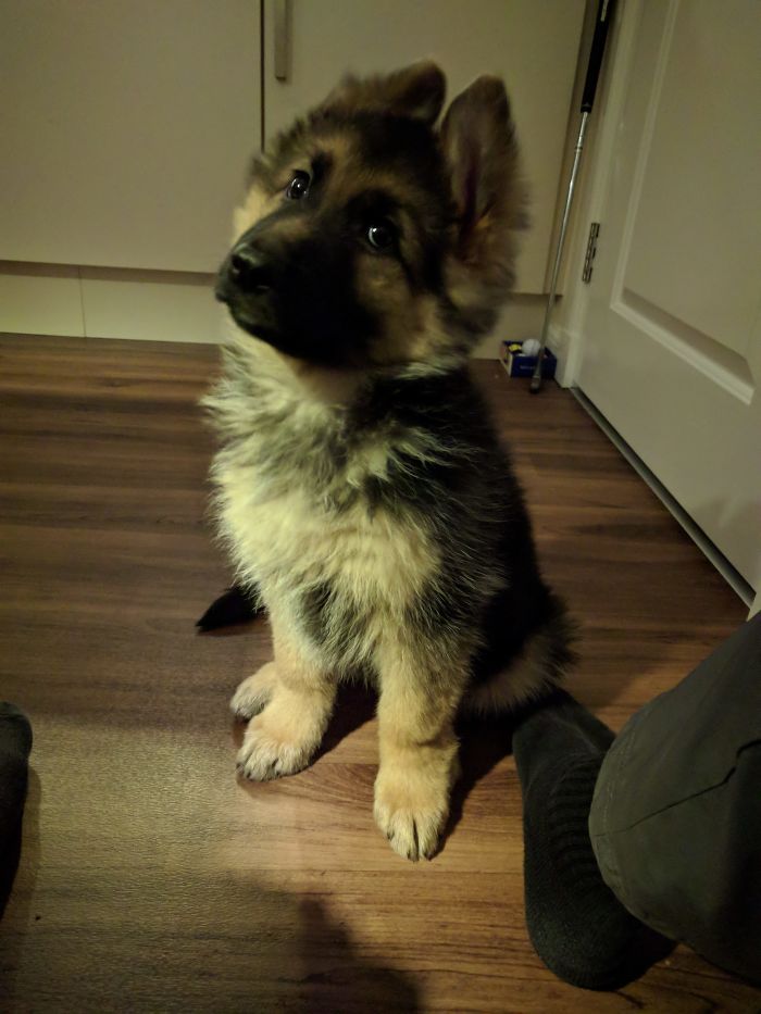 Cute puppy sitting on a wooden floor, tilting its head with an adorable expression.