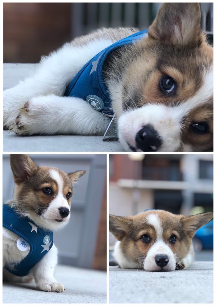 Cute puppies wearing blue harnesses lying on the ground, capturing adorable expressions.