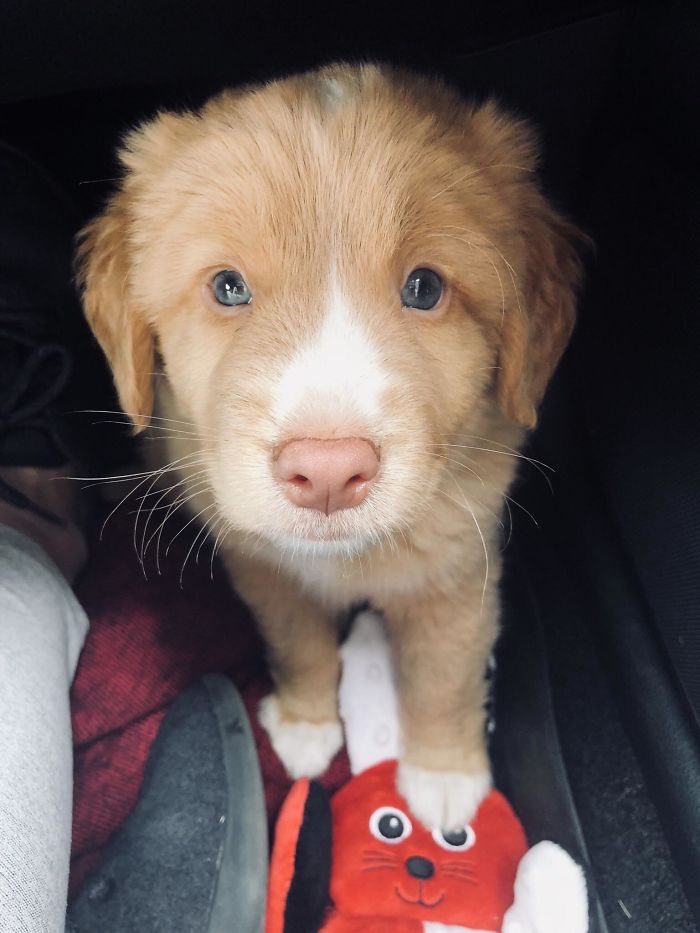 Cute puppy with fluffy fur and blue eyes sitting beside a red toy on a blanket.