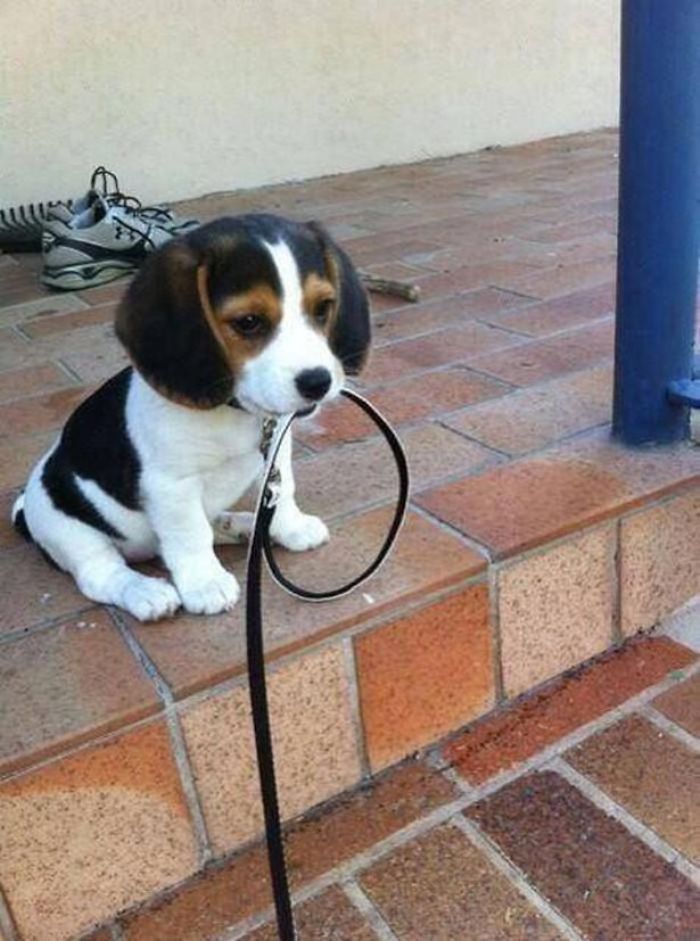 Cute puppy sitting on steps holding a leash, eager for a walk.