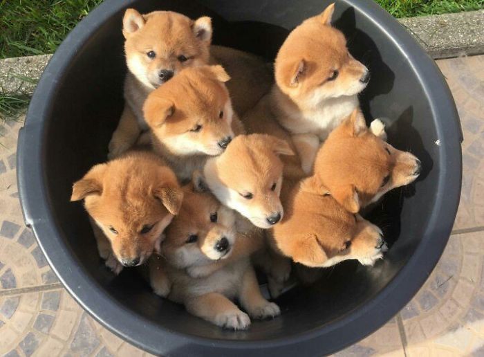 A group of adorable puppies cuddled together inside a black bucket.