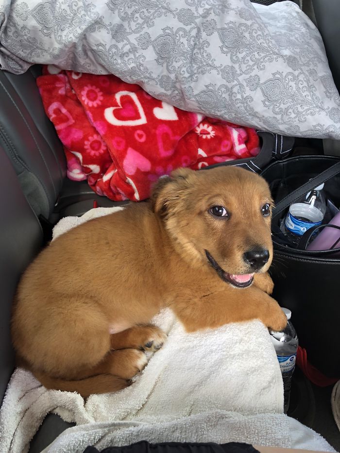 Cute puppy sitting in a car on a white blanket, surrounded by colorful pillows and water bottles.