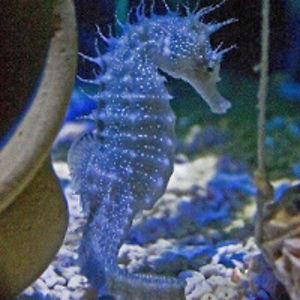 danetterivera avatar