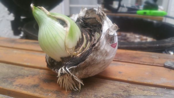 I Forgot About Half Of An Onion I Used To Clean The Grill. It Grew A New Onion