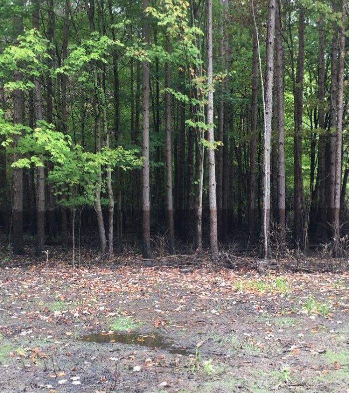 The Water Line On These Trees After A Flooding