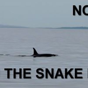 bassetteiscute avatar